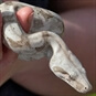 Rare Animal Encounter Bristol - Snake Being held